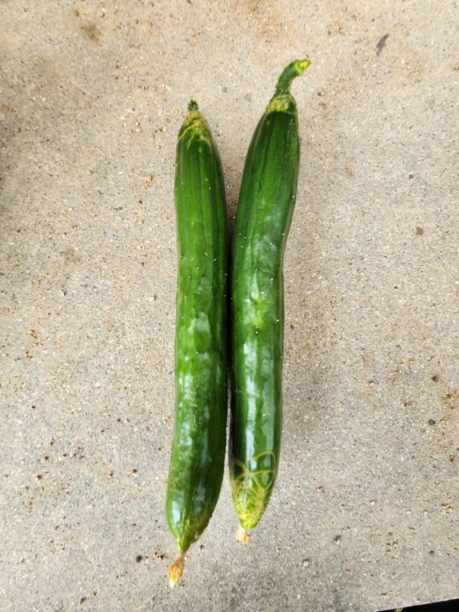 tutiinoti's tweet photo. 茄子に付いていたカメムシ軍団が、今度はキュウリを襲ってる😭
虫が這った痕がある😢 https://t.co/HxkO7f2EIG