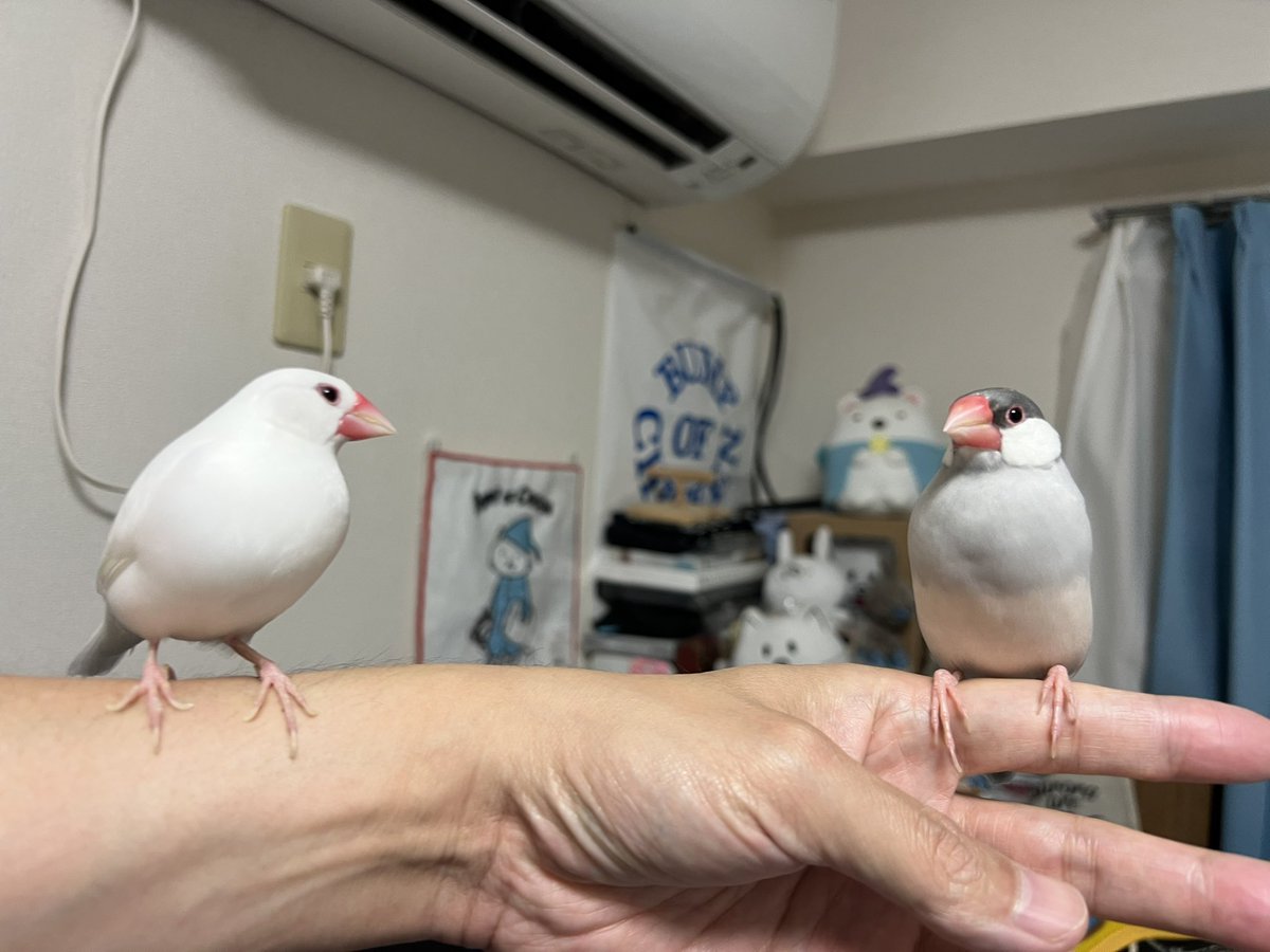 nohoho0326's tweet photo. かえでさんはお薬継続です
かいぬしは眼科に行きます☔️ https://t.co/sDipZuJ96T