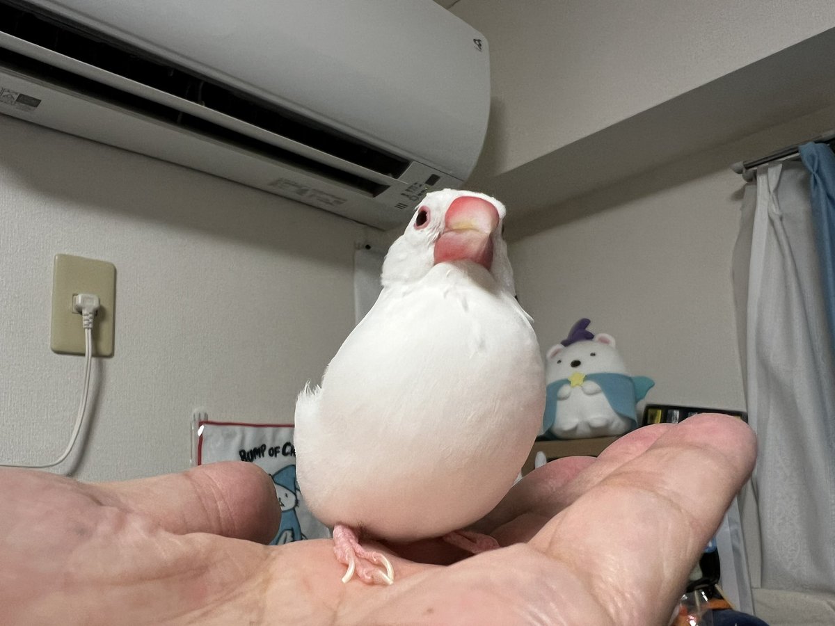 nohoho0326's tweet photo. かえでさんはお薬継続です
かいぬしは眼科に行きます☔️ https://t.co/sDipZuJ96T