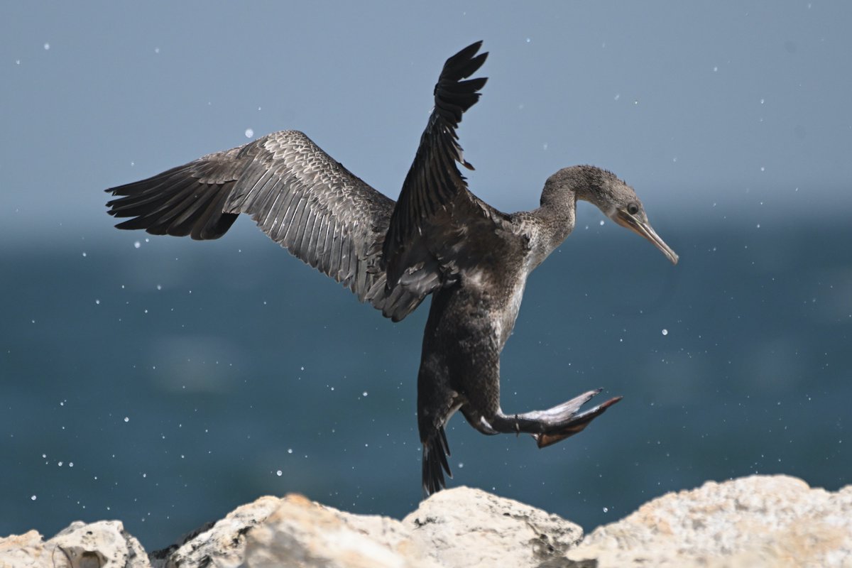 BirdsofBahrain's tweet photo. #Bahrain #Birds Socotra Cormorant incoming https://t.co/nEpDkg9c0x