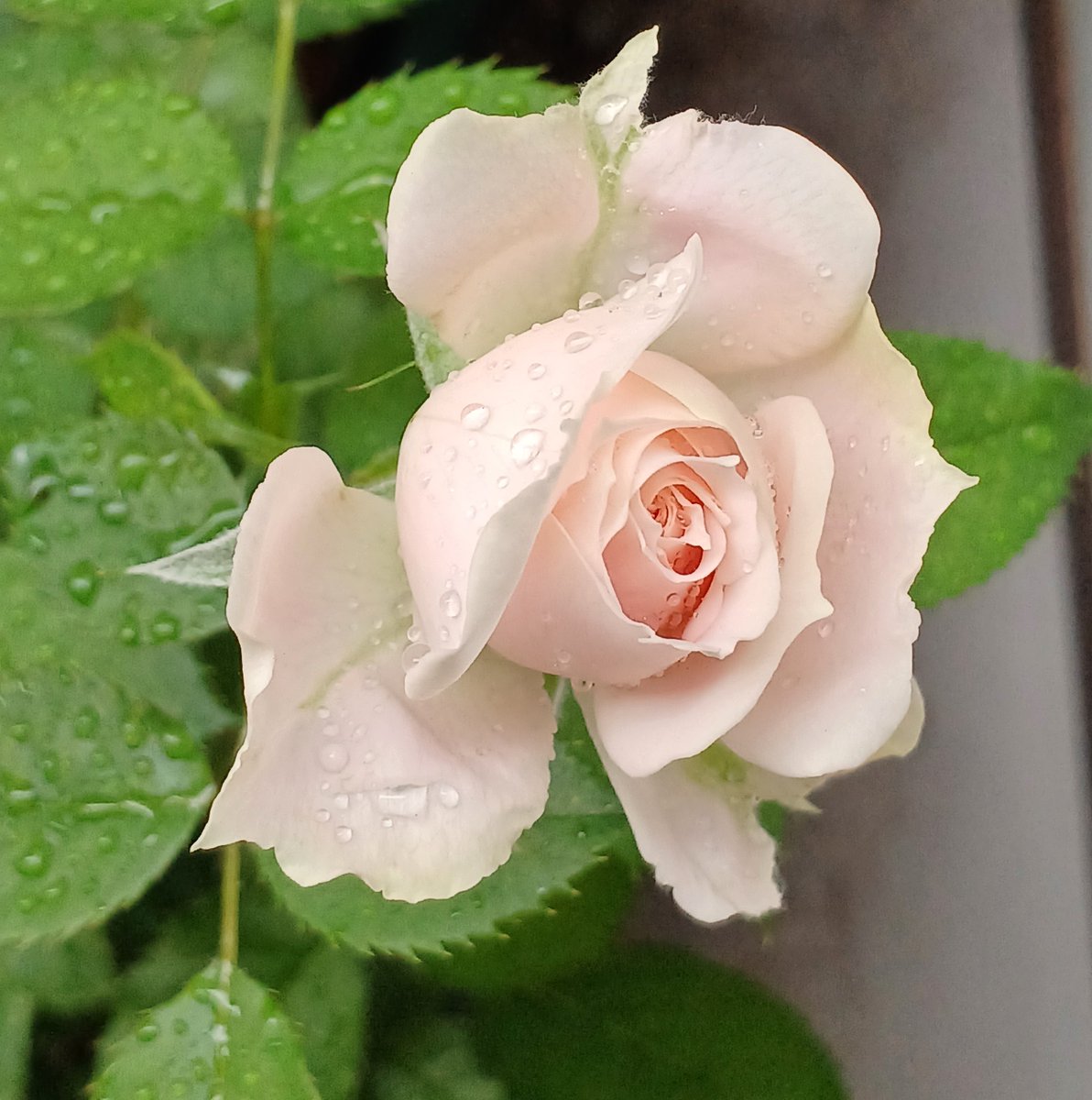 ベランダのバラの二番花です。🌹 終盤ですが、まだまだつぼみが