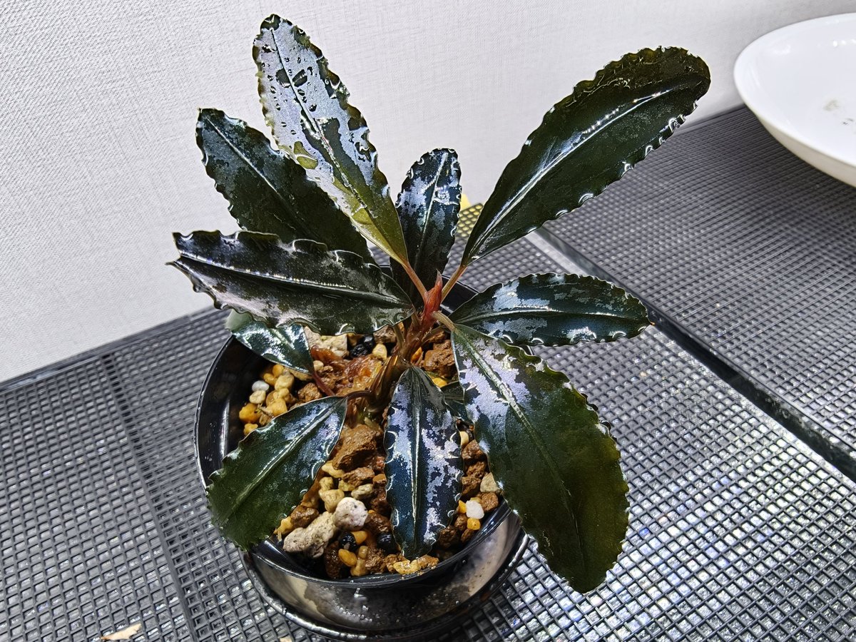 Bucephalandra sp. 