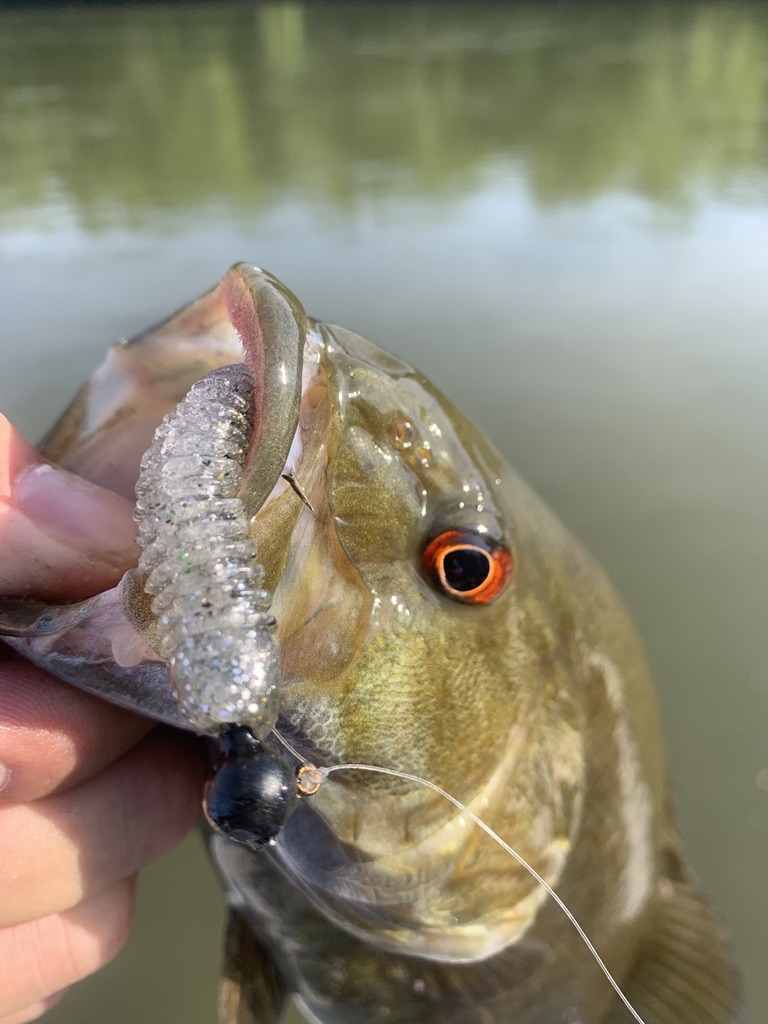FishingShallow's tweet photo. River smallmouth don't care what brand is on your rod but they do expose bad gear. 🎣 Stock up with Shallow Water Fishing Adventures and fish with confidence on your next trip.

#Smallmouth #BassFishing #RiverFishing https://t.co/WRvcZDMK3Y
