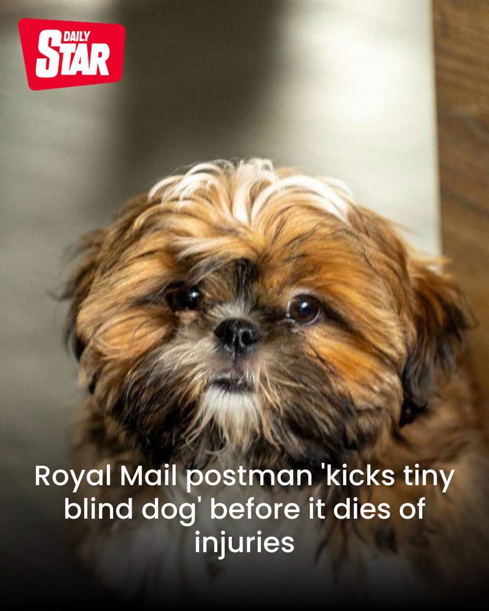domdyer70's tweet photo. A postman wearing an England shirt has been caught on camera kicking a blind shih tzu ‘like a football’ - with it later dying from organ failure.

Owner Eve Lewis, 40, said the man denied attacking her dog Ethel, but Ring doorbell footage showed that he had, just seconds after he handed over a parcel.

The 11-year-old pet was partially blind and had only one tooth, so posed no threat, Ms Lewis said.
‘The driver was walking away and still made the effort to turn around and kick her.

‘He didn’t just kick her, he toe punted her like she was a football. She flew up in the air and hit the ground and rolled three times.’

The NHS worker, who lives with her five-year-old son and their other dog, Stanley, a French bulldog, described her panic after the attack.

She took Ethel from their home in Aylesbury, Buckinghamshire, to the vets’, but was told she could not be saved.
‘Her blood pressure dropped and they put tubes up her nose. Then they said there’s internal bleeding.

Ms Lewis made the difficult decision to put Ethel down after the vet said she had suffered irreversible brain damage.

She told The Sun: ‘We always called her Ethel 2.0 because after every surgery she had she would bounce back, but she didn’t make it this time. She was an old gal.
‘I just don’t want this to happen to anyone else. I’m heartbroken and angry. I’ve gone through about 100 packs of tissues.’

It is understood the postman has been suspended by Royal Mail.
