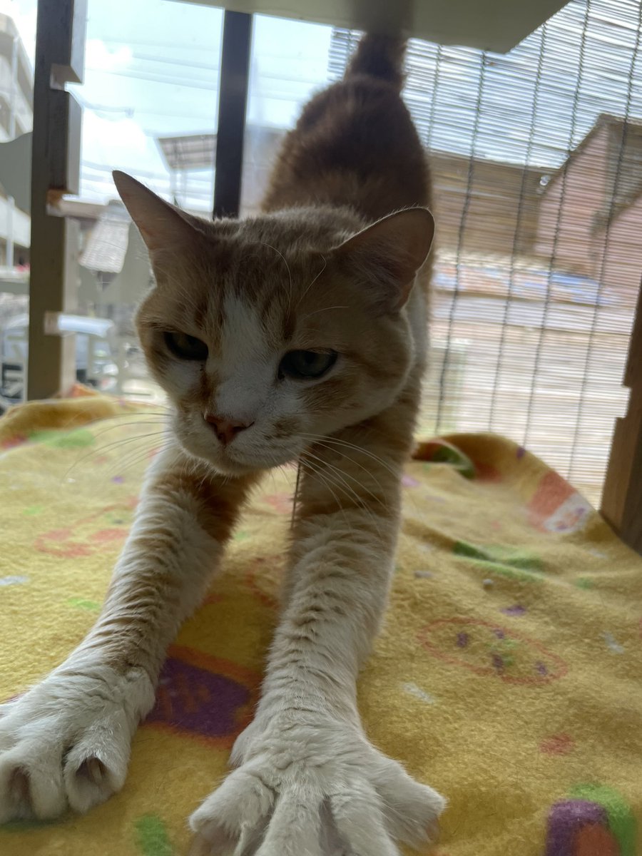 catgarden138's tweet photo. 🐾7月17日　金曜日🐾

本日営業🈺

お時間あればたくさんの保護猫達に、会いに来てくださいね🐈

━━━━━━━━━━━━━━━

20日　月曜日【祝日】
犬山市のwwさんにて譲渡会開催🐈

【急募】ボランティアさん募集中です🙇

#CatGarden #キャットガーデン
#猫カフェ #保護猫 https://t.co/wDckkWu1Gh