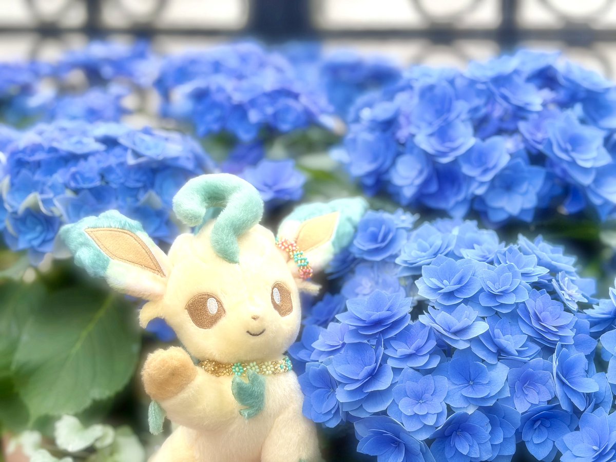 Mariarokon's tweet photo. 青に魅せられて💙

#紫陽花 #ポケぬい #ぬい撮り #ぬい活 https://t.co/toiFDZyV2l