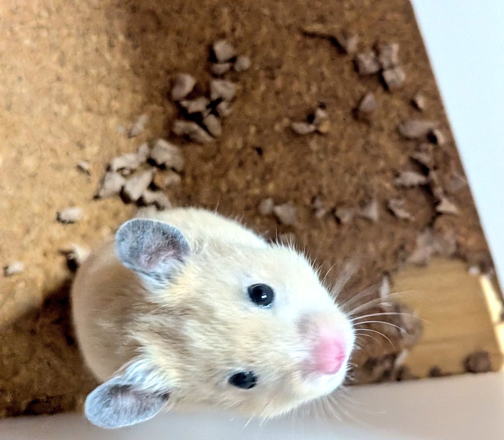 recono13's tweet photo. 破壊神🐹 https://t.co/nDqdzkUaRG