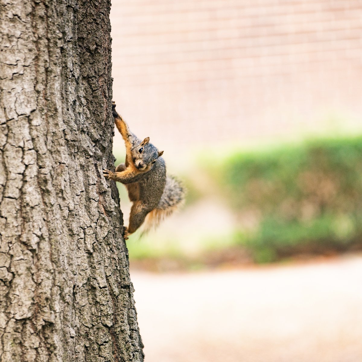 SamHoustonState's tweet photo. It's Bearkat Spirit...SQUIRRELS 🐿️ 

#SquirrelsOfSHSU | #SamHoustonState https://t.co/1vQJmR0vn4