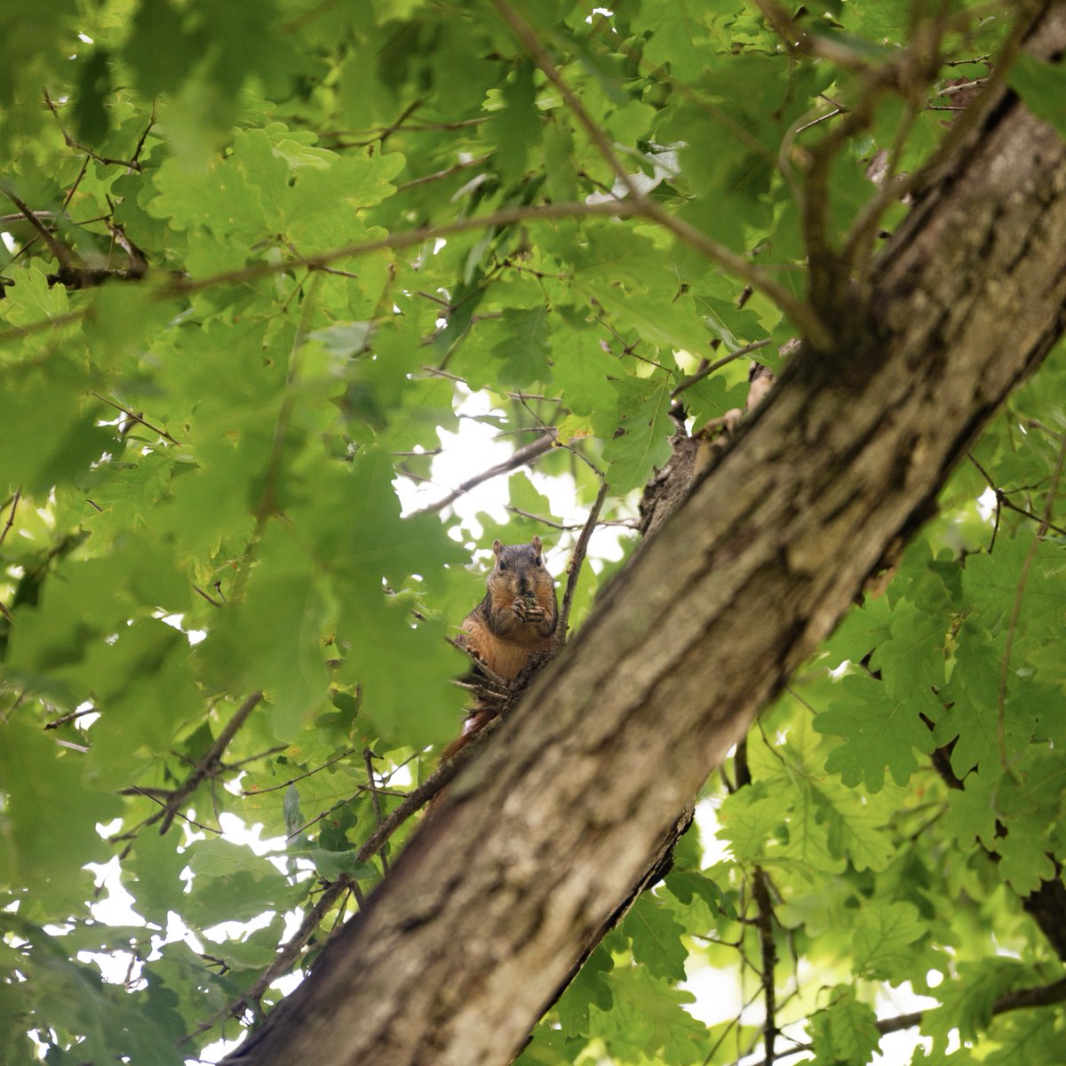 SamHoustonState's tweet photo. It's Bearkat Spirit...SQUIRRELS 🐿️ 

#SquirrelsOfSHSU | #SamHoustonState https://t.co/1vQJmR0vn4