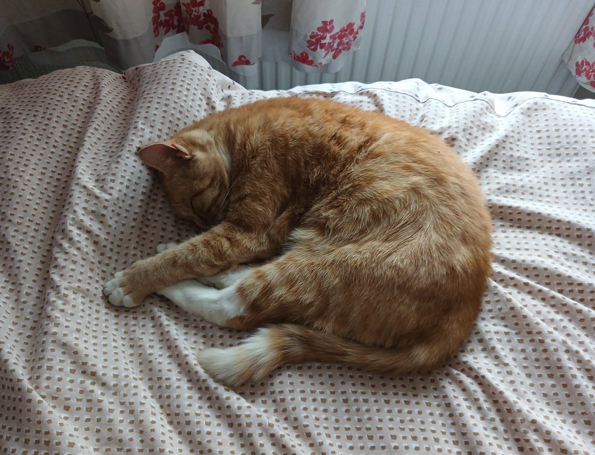 JessicaCook1977's tweet photo. Time for an afternoon snooze for me and Bobby Boo 🐈 

I'm not ashamed to say I cried 2 years ago when this skinny feral cat came to my home for a bit of food - now my boy Bobby Boo has got a home and is loved 😃 ❤️ x https://t.co/tsBnk0TSe5