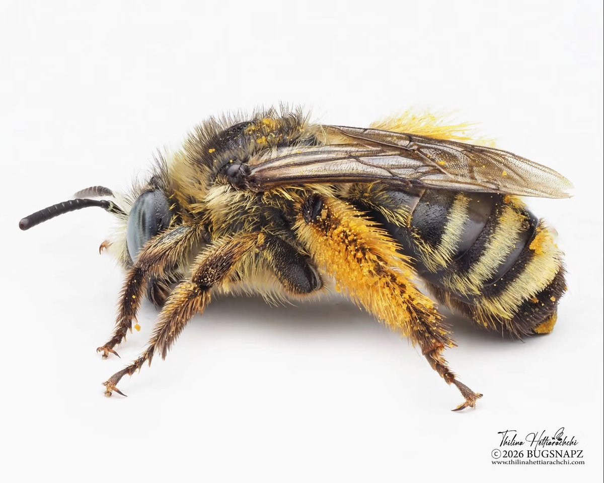ThilinaHA's tweet photo. 2/2
Featured here:
1. Red-footed Cuckoo Leafcutter Bee (Coelioxys rufitarsis) ♀
2. Drury's Long-horned Bee (Melissodes druriellus) ♀
3. Modest Pebble Bee (Dianthidium pudicum) ♂
Which one is your favorite? #NativeBees #MacroPhotography #Entomology #Bugsnapz https://t.co/TkG2UvS7c3