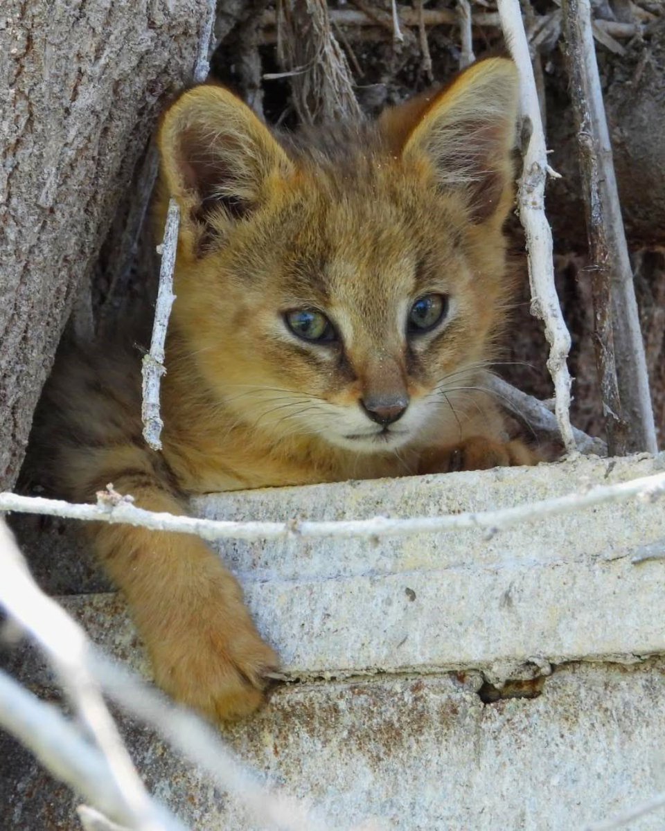 EnsedeCiencia's tweet photo. 🔴 Avistan en Turquía a un gato de los cañaverales, una especie cada vez más difícil de ver. https://t.co/96tRWNZu4B