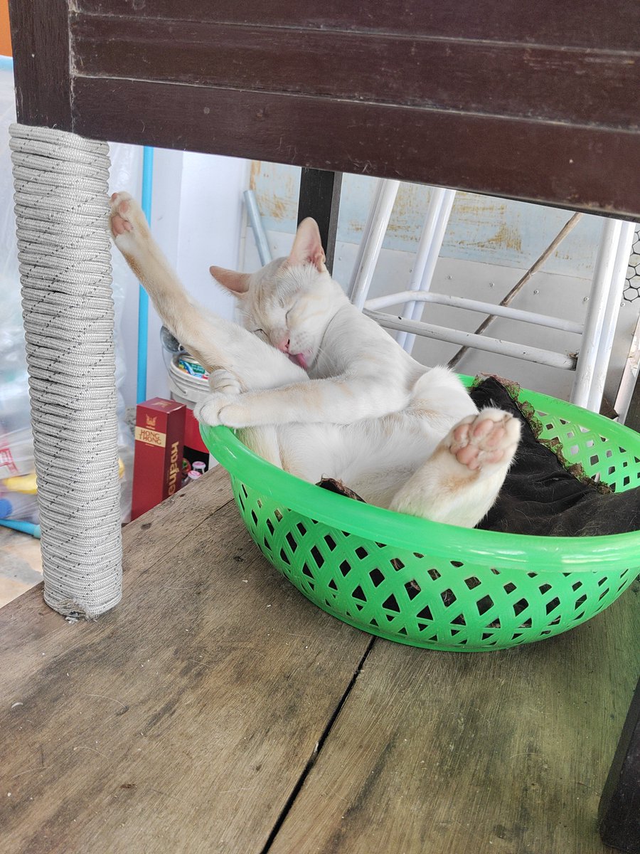 zletap's tweet photo. ไอโนวแอมเส้กสี่ https://t.co/wbmBgsfqg7