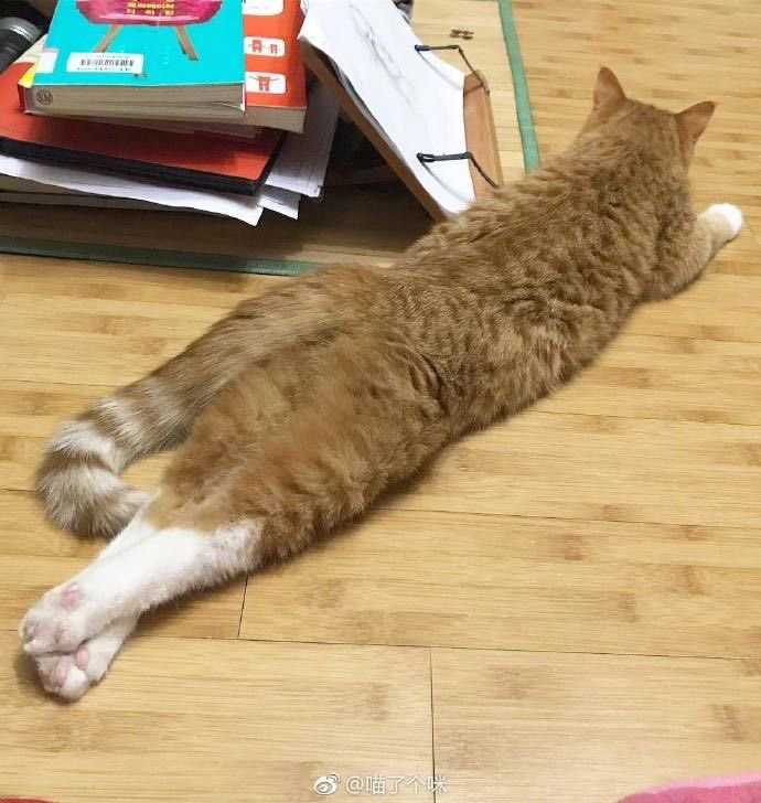 mamihmee's tweet photo. แมวตุวยาวมาด 🐱,,_________,,~ https://t.co/C426bJ5gjQ