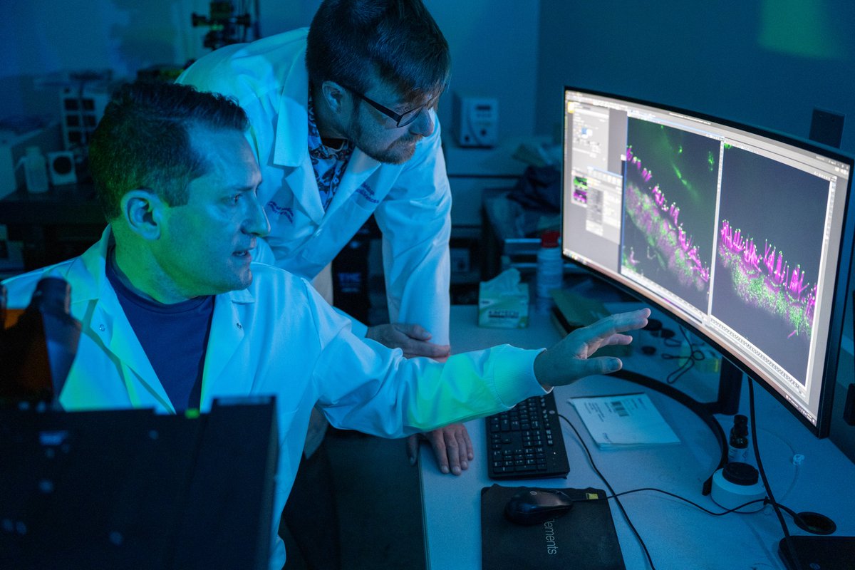 UFMBI's tweet photo. Preclinical study co-led by MBI researchers could pave way for gene therapy to restore hearing in children born deaf w/ Usher syndrome. Findings show how gene mutations may affect tuning mechanism, allowing auditory hair cells to detect sound.

Read more: https://t.co/EUiYgvvHtf https://t.co/PLlZCSLR9z