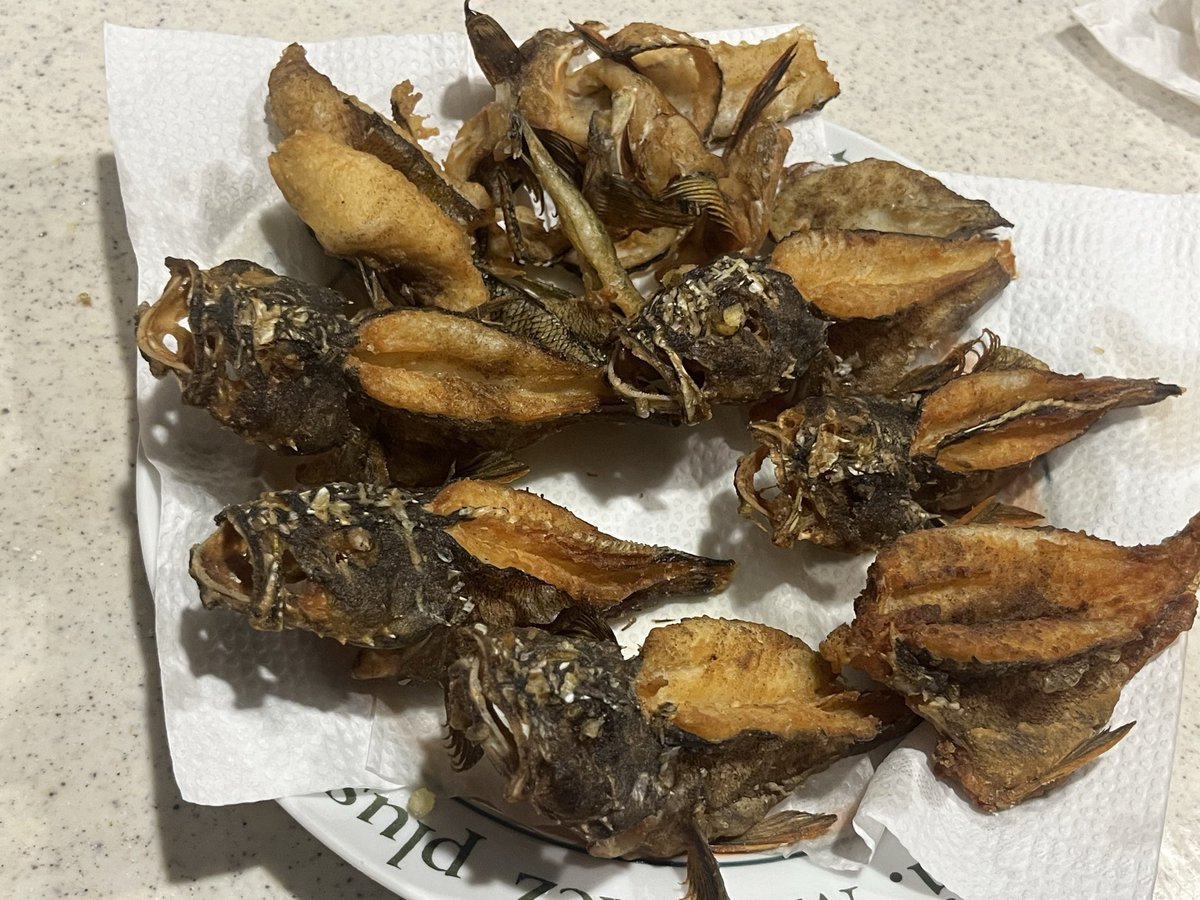 TakaMaximillium's tweet photo. 先日釣ったカサゴたち、本日見事に唐揚げに変身です　頭も骨も全て揚げてやりました https://t.co/ynLFS98T8w