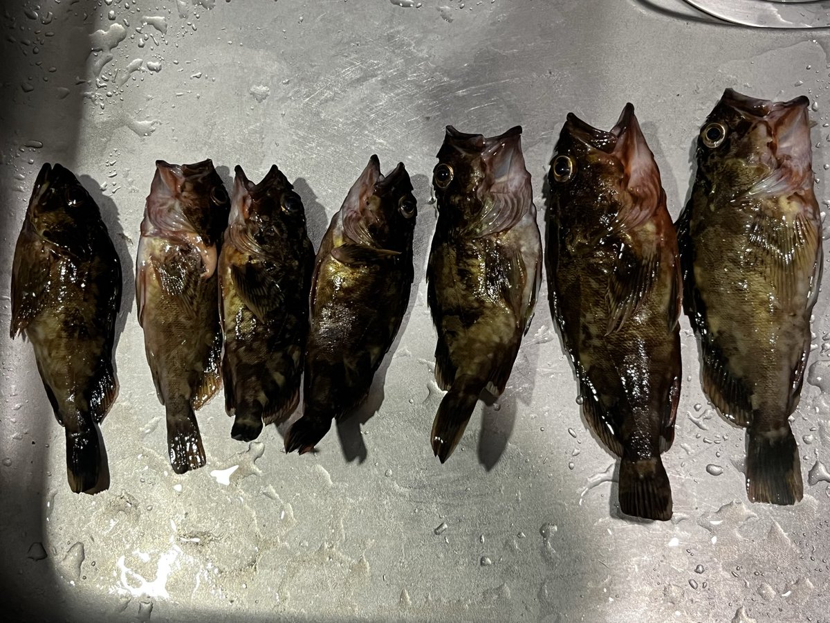 TakaMaximillium's tweet photo. 先日釣ったカサゴたち、本日見事に唐揚げに変身です　頭も骨も全て揚げてやりました https://t.co/ynLFS98T8w