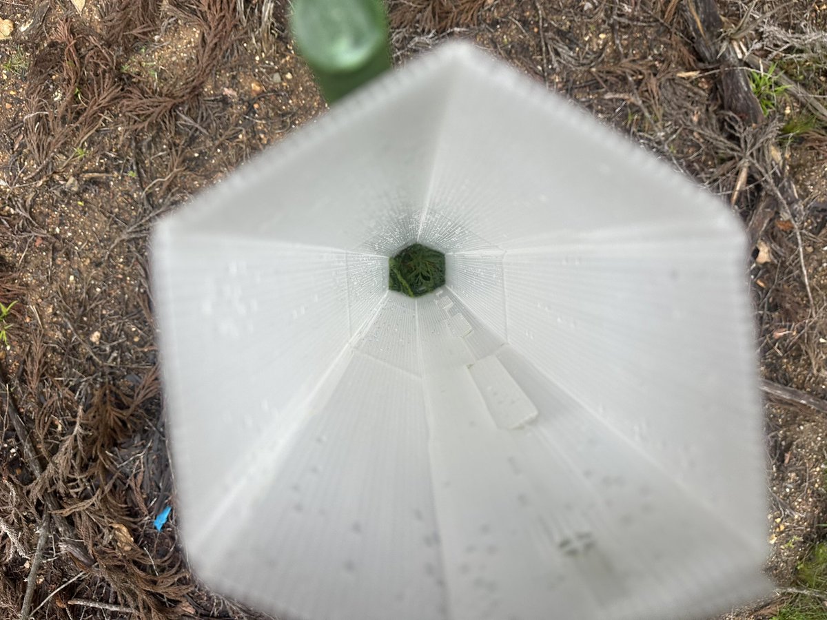 4224jp's tweet photo. 単木防護策＝ヘキサチューブでの植林
ヒノキ　2000本／ha

この猛暑、筒の中で熱中症になってないか
心配ですが、雨を待つしかないですね https://t.co/AAJMM8i1aY