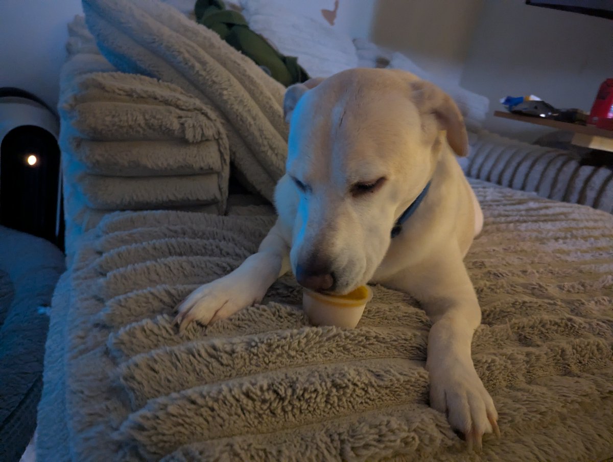DogsRAngels1's tweet photo. If you want to beat the heat♨️this pup recommends 🥭🧊Frozen Mangosauce😋🐾 #dogsoftwitter #beattheheat #trysomethingnew #FoodieFriday https://t.co/PooqzRoz1y