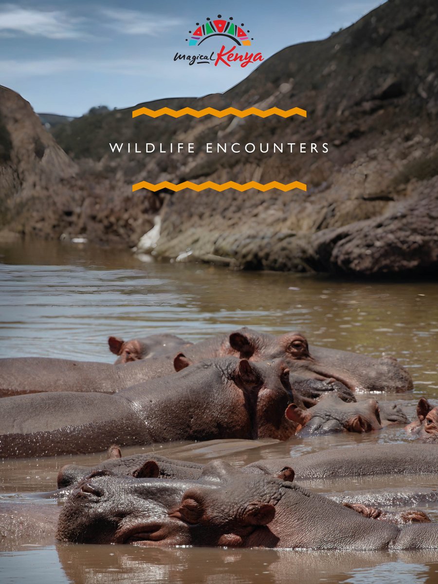 magicalkenya's tweet photo. Wonder looks different through every traveller's lens.​

Whether it's a wildlife encounter, a cultural discovery, or a breathtaking landscape, the moments that stay with us are often the ones we least expect.​

Share your favourite Kenya travel memory in the comments.​

#MagicalKenya #ExperienceWonder #TravelCommunity #UGCTravel #BucketListDestination