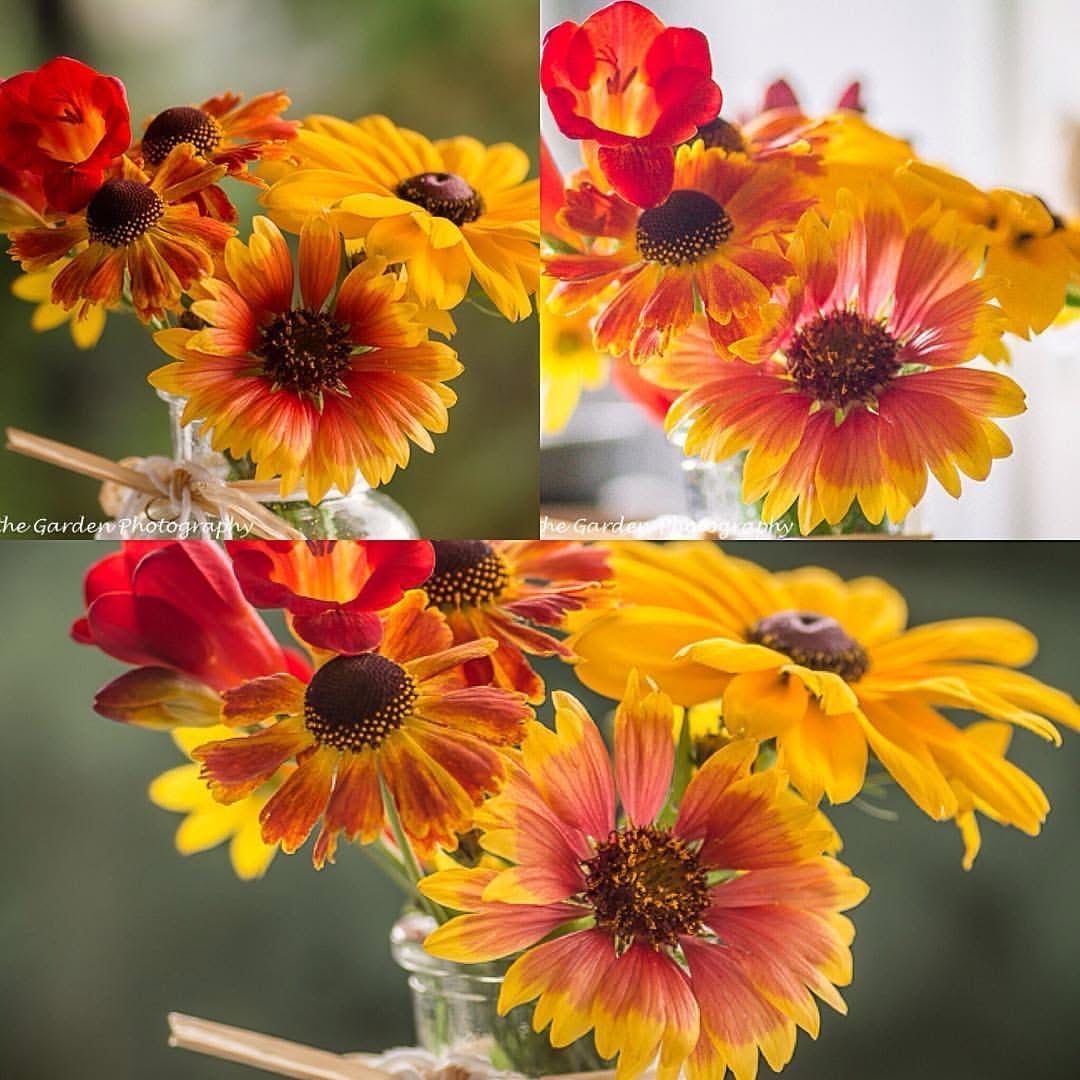 MomentsintheG's tweet photo. As we move into mid to late July there is a colour shift in the garden. Yellow and orange blooms appear provided by rudbeckia and gallardia. #yellowandorange #gallardia #rudbeckia #julygarden #momentsinthegardenphotography https://t.co/SQtcrvSBQ1