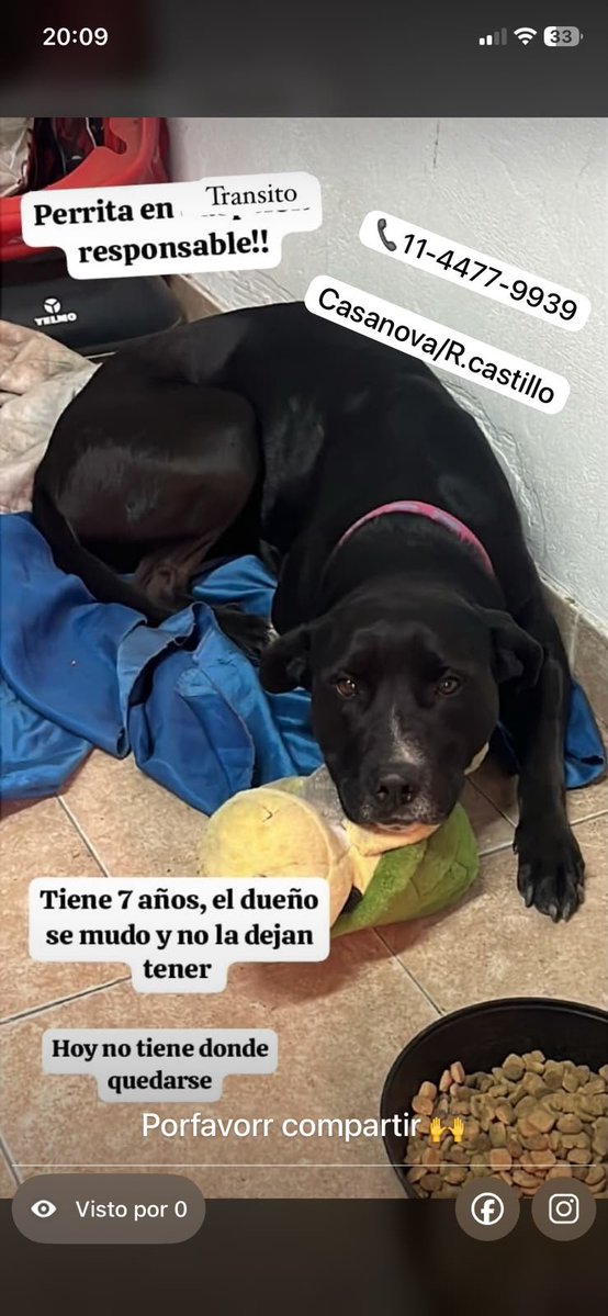 RaquelMait's tweet photo. Quien quiere adoptar a esta hermosa perrita? https://t.co/B7ms82zkAt