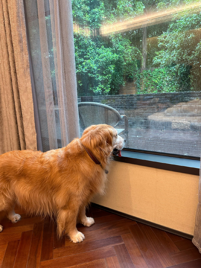 EmogeneKaybg's tweet photo. Nothing beats coming home to a wagging tail and a warm purr—my fluffy pet turns every boring day into a cozy, happy adventure.， https://t.co/t8XhSHtl7Z