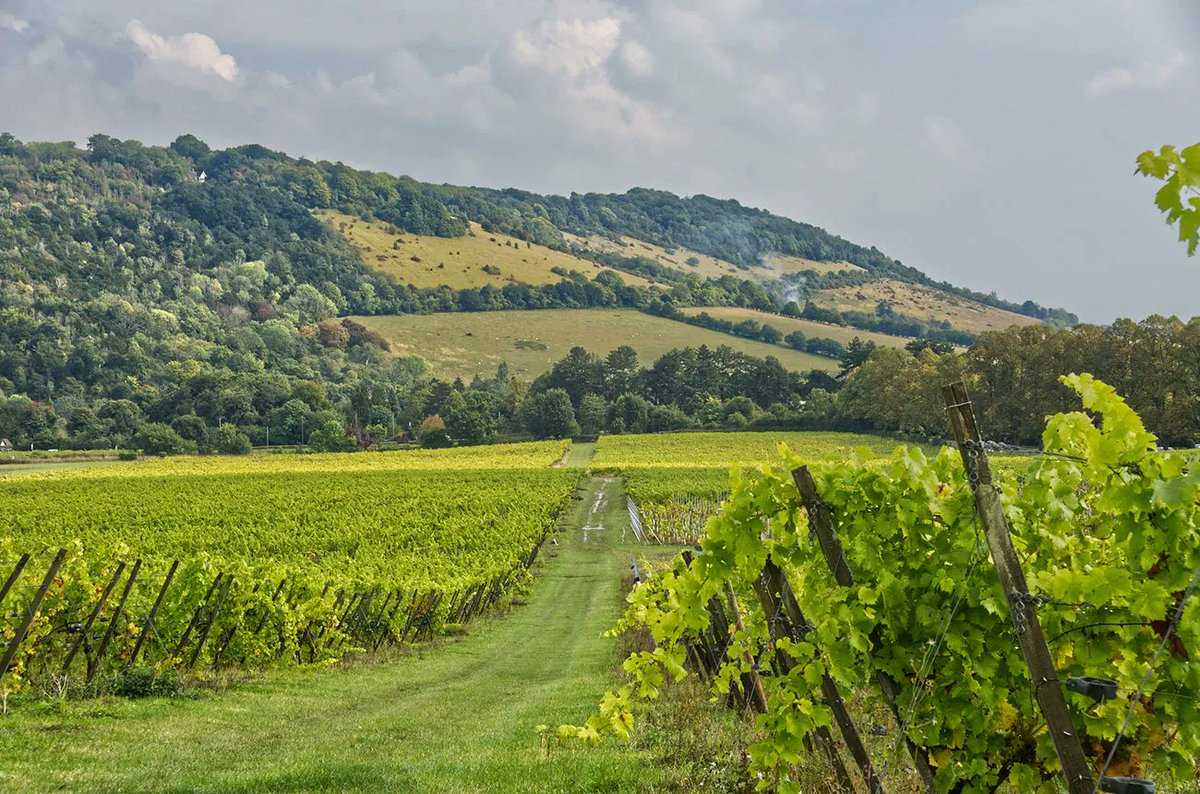 Decanter's tweet photo. Could England's greatest still white wine be yet to come? 🍷🇬🇧

In his latest column, Hugh Johnson shares why he believes England may soon discover its own "Chablis" – and why the country's most exciting wine chapter could still lie ahead.

https://t.co/Oky8HyORID https://t.co/EbMiro9YPb