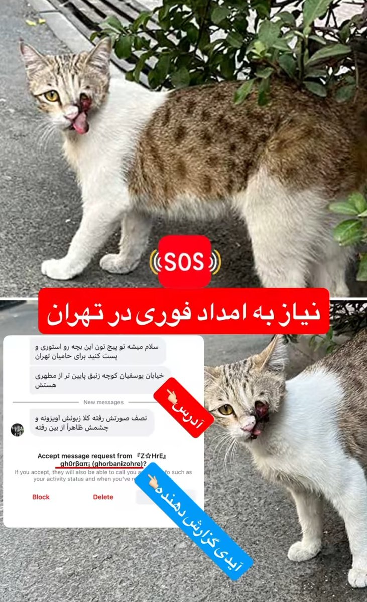 Dshcats's tweet photo. حامیان تهران به داد این بچه برسین خیلی فوری باید امداد بشه. چشم و نصف صورت رفته😭😭
ادرس تو عکس هست
#امداد
#فوری
#گربه https://t.co/zYOcfmBdJA