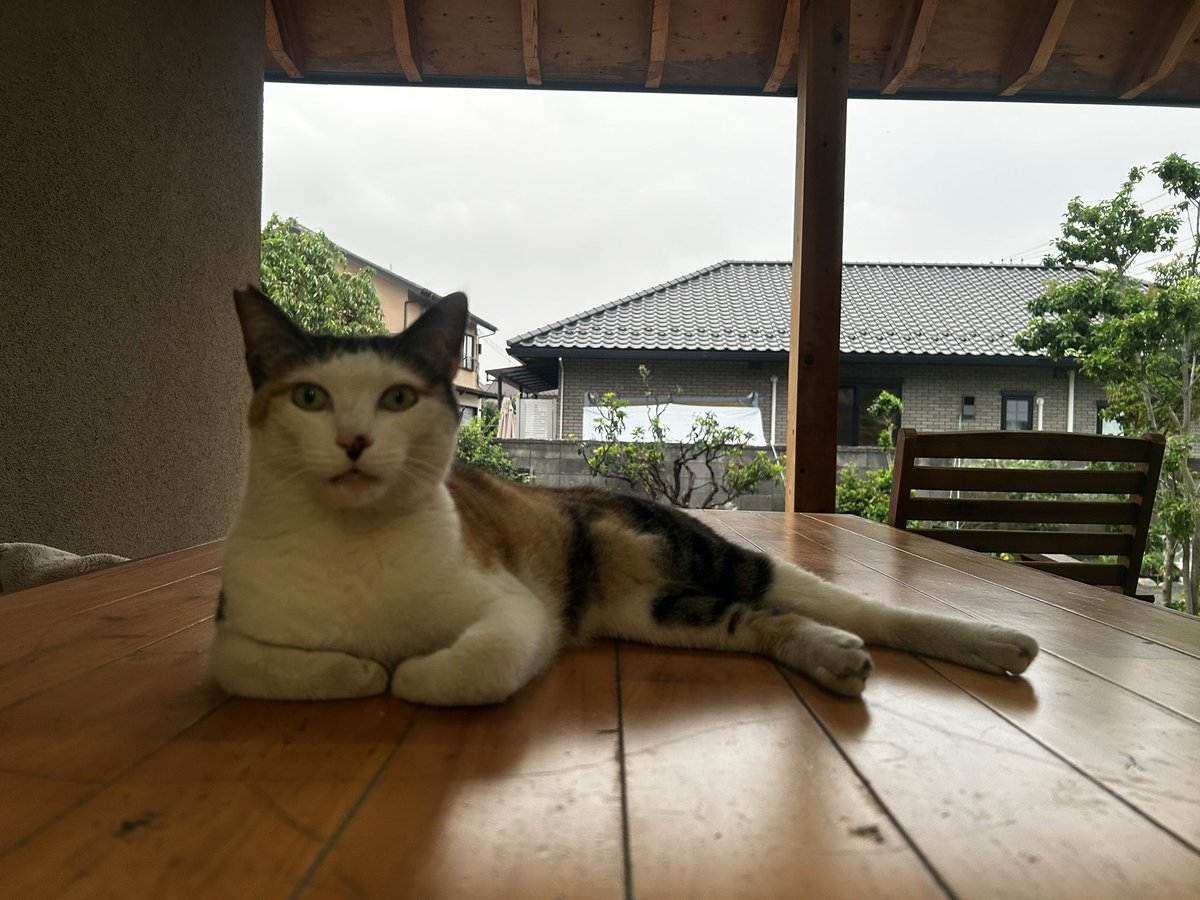 すっかりうちの子みたいになってますが、地域猫です。 ミケちゃん