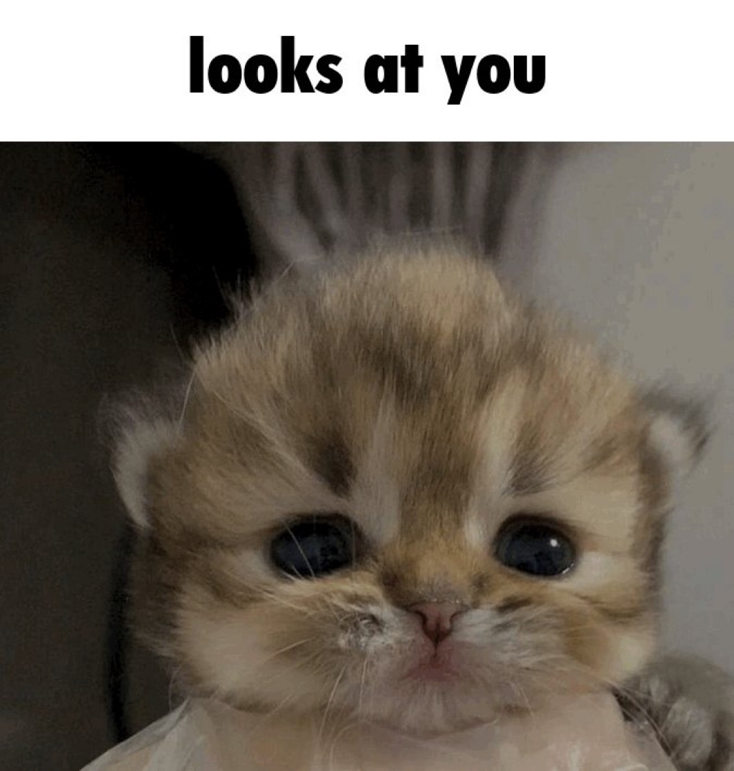 CatPosted's tweet photo. https://t.co/6asBWRBoHj