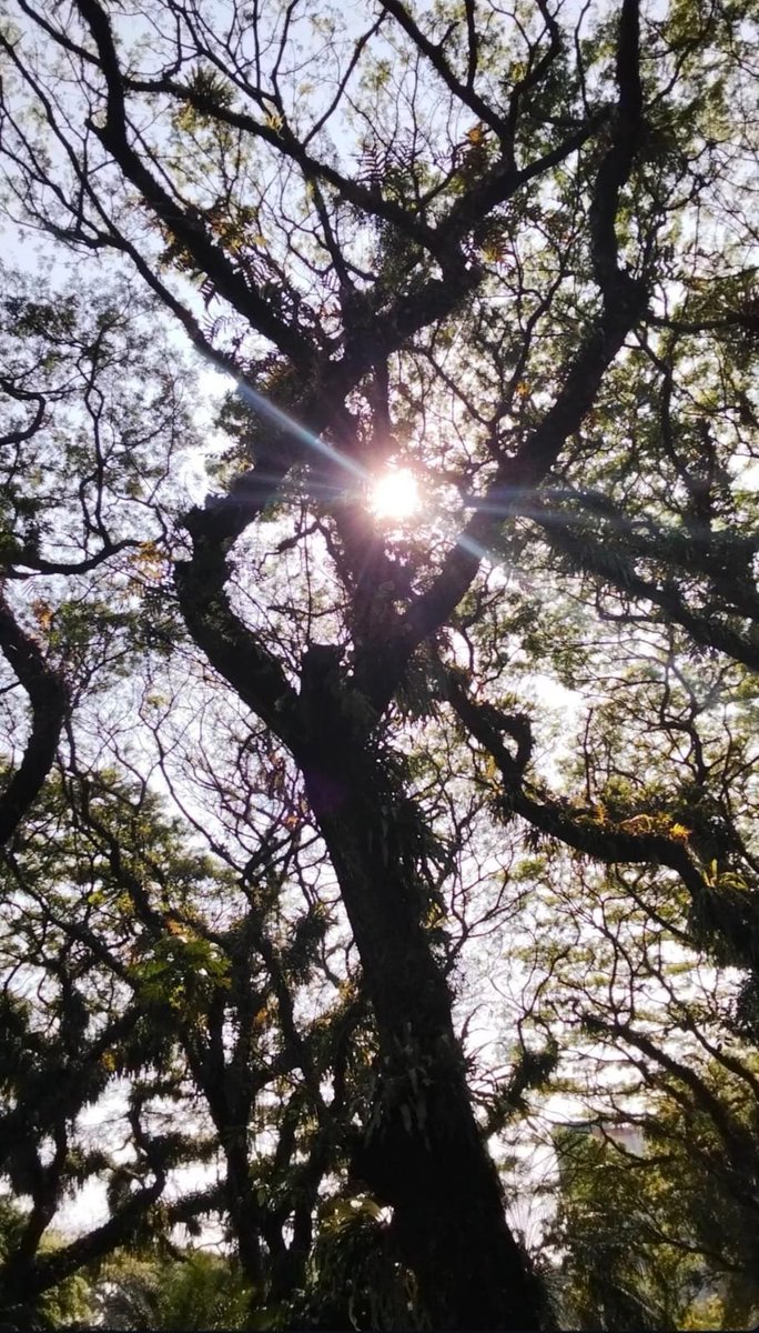 iovengue's tweet photo. Heaven is under our feet as well as over our heads. (Henry David Thoreau) https://t.co/Uac9ifisPv