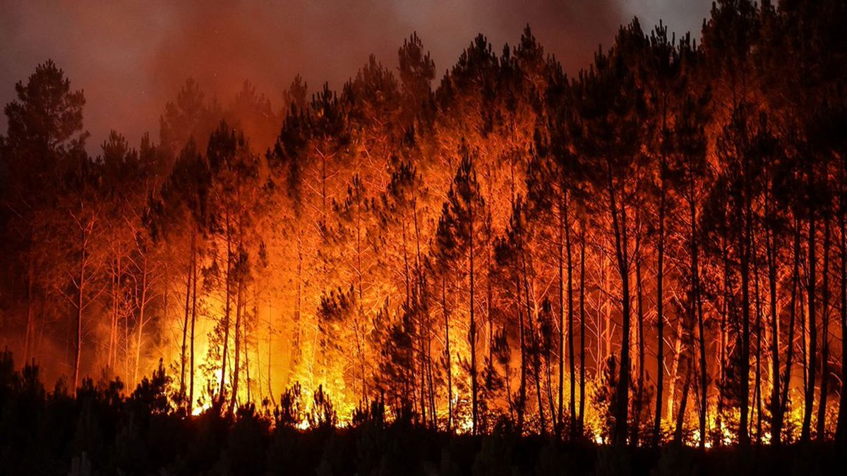 ChanzeChristine's tweet photo. J espere qu il y en a pas qui nous font payer le prix a cause du défilé du 14 juillet avec les Ukrainiens en foutant le feu dans nos foret car je les briserais de mes doigts. La foret les animaux ne peut pas parler moi oui et je parle et me bat pour eux . https://t.co/7tWS58fQzX