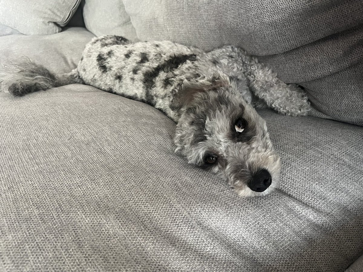 ErinnPascal's tweet photo. First tweet in like 5 years hello please look at my dog https://t.co/VtzSTzGdhZ