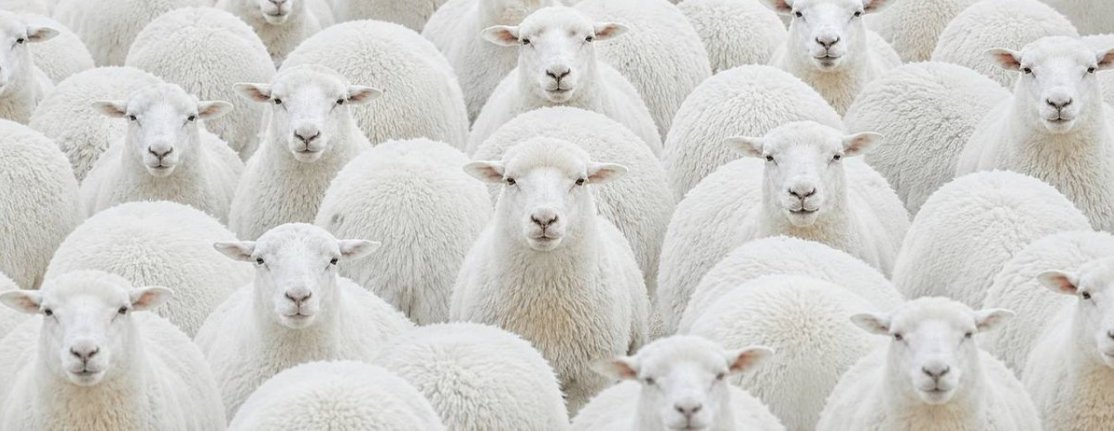 boolishdeployor's tweet photo. This is genuinely an insane narra and the perfect pve runner.

A meme has been blowing up on CT recently about people selling coins because of kols selling and are being called sheep.

It’s literally called the $Sheep mentality but what if we actually use this to our benefit.

What if we all buy and hodl and all be sheeps.

Let’s start the biggest $Sheep cult and actually use it to our benefit by creating and by pve’ing this