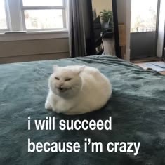 CatPosted's tweet photo. https://t.co/qMlBuYfAqT