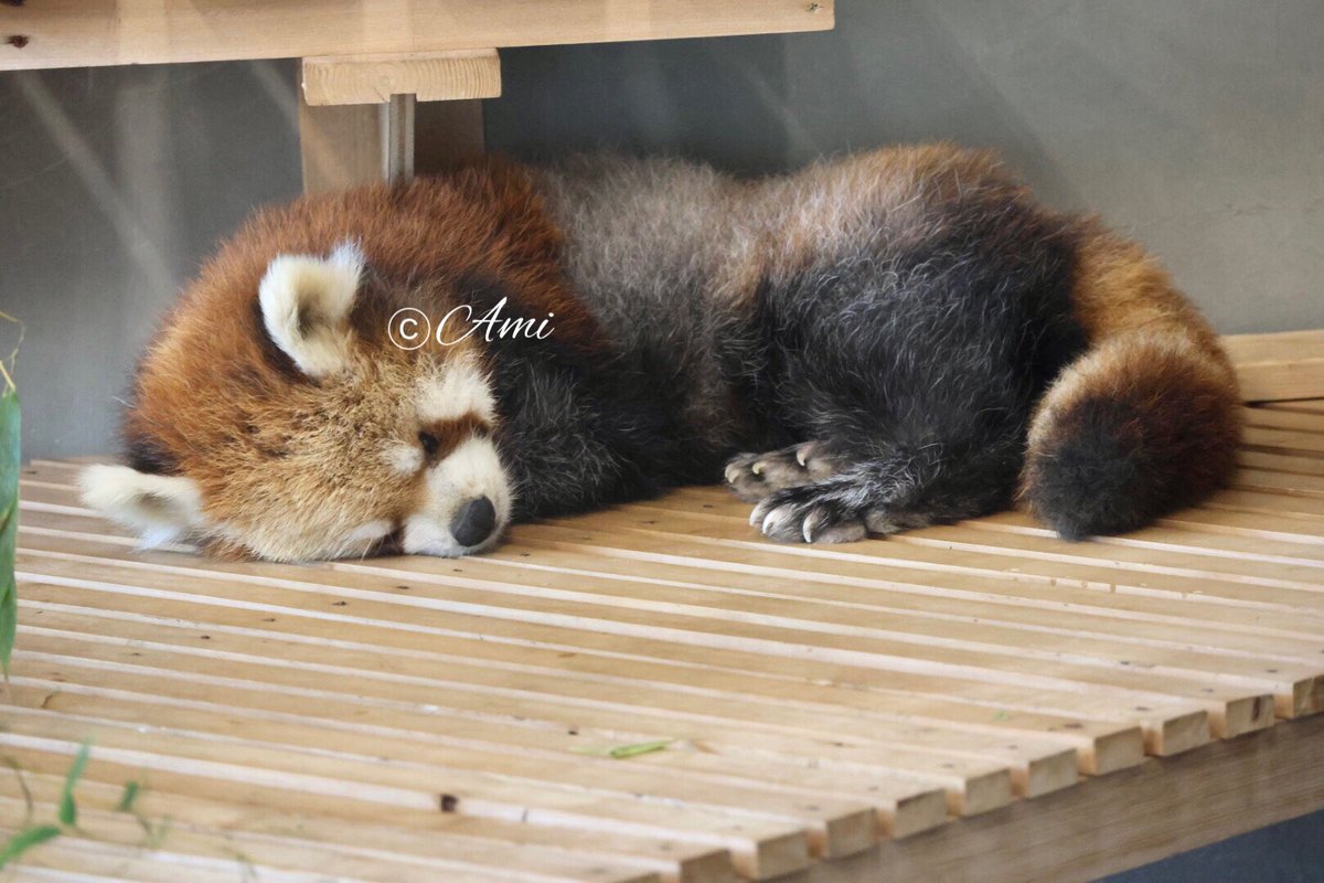 すよすよすよ…（7/18） #徳山動物園 #レッサーパンダ #風花 #風太くん