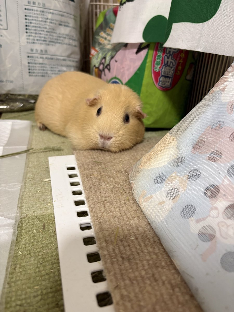きょむ(ロシアンモルモット) tweet media
