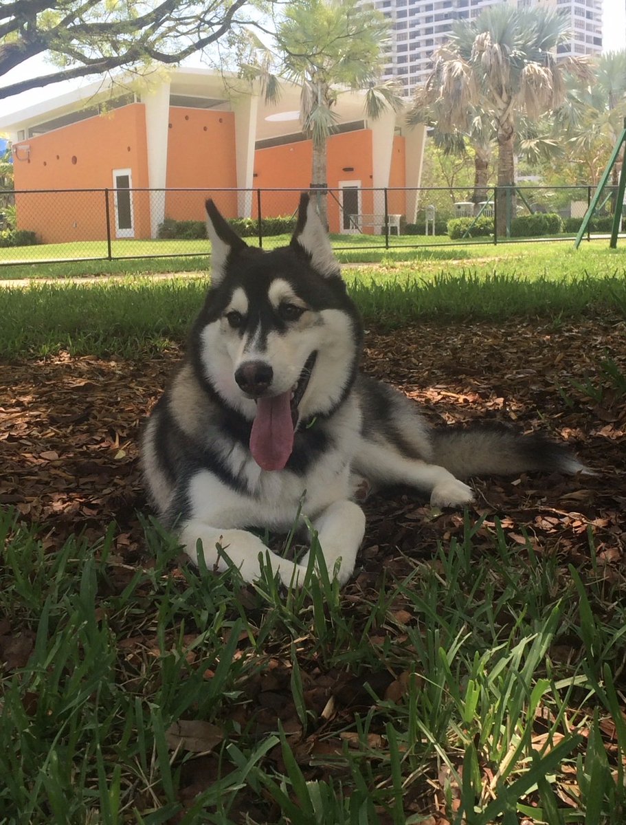 EB7's tweet photo. Today the goodest of boys joined all the other good boys in doggy heaven :(

There will never be a better boy than he was, on my best days and my worst days he was always there

I hope you enjoy doggy heaven Ace, give all your doggies a hug for ace today https://t.co/mZWS8lIqyR