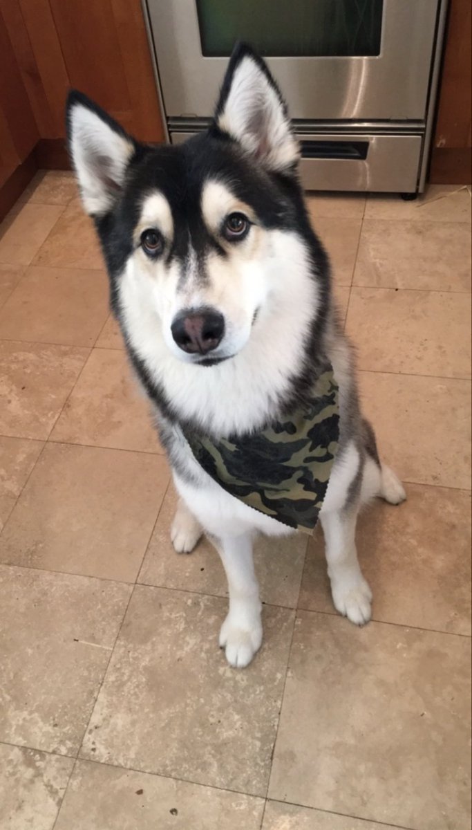 EB7's tweet photo. Today the goodest of boys joined all the other good boys in doggy heaven :(

There will never be a better boy than he was, on my best days and my worst days he was always there

I hope you enjoy doggy heaven Ace, give all your doggies a hug for ace today https://t.co/mZWS8lIqyR