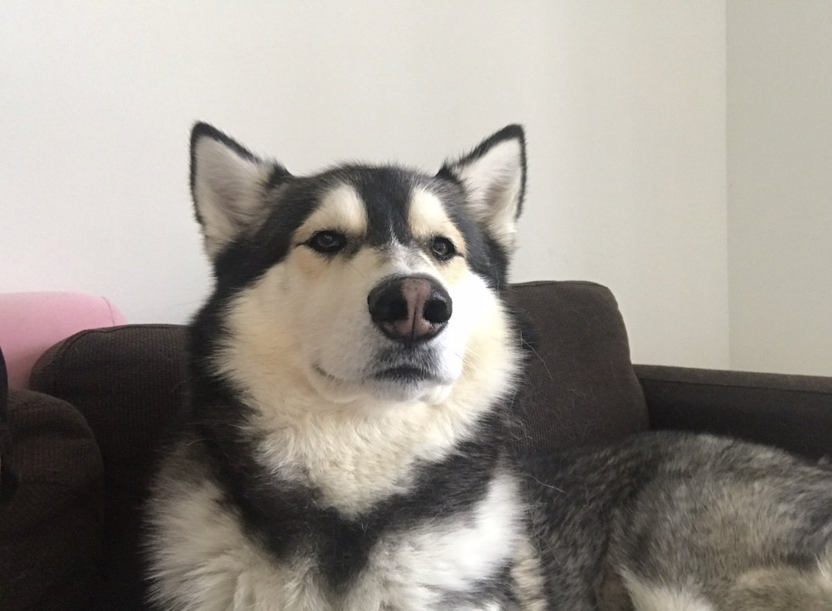 EB7's tweet photo. Today the goodest of boys joined all the other good boys in doggy heaven :(

There will never be a better boy than he was, on my best days and my worst days he was always there

I hope you enjoy doggy heaven Ace, give all your doggies a hug for ace today https://t.co/mZWS8lIqyR