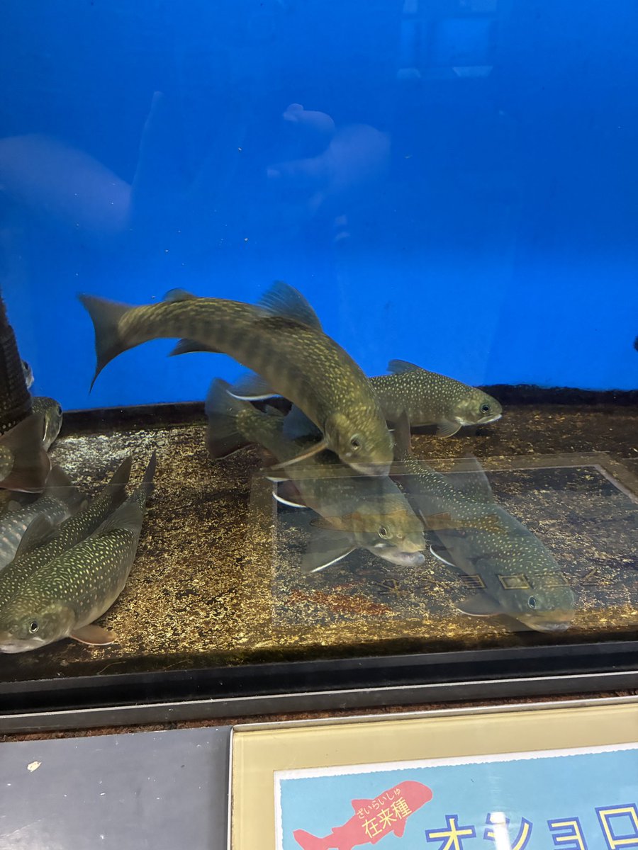nagilier's tweet photo. 今日は豊平川さけ科学館に行ってきましたあああ！
サケ活サケ活！！ https://t.co/5MPvAajjT7
