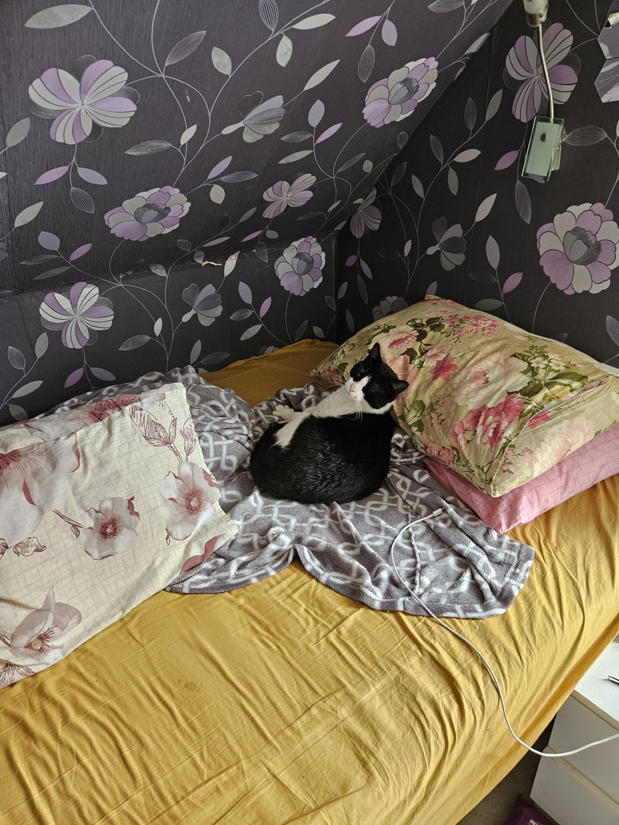 eppk22rid's tweet photo. olin paar tundi kodust ära ja rõdukiisu tudis terve aeg mu voodis 🥺🥺 https://t.co/Y86kNwak1Q