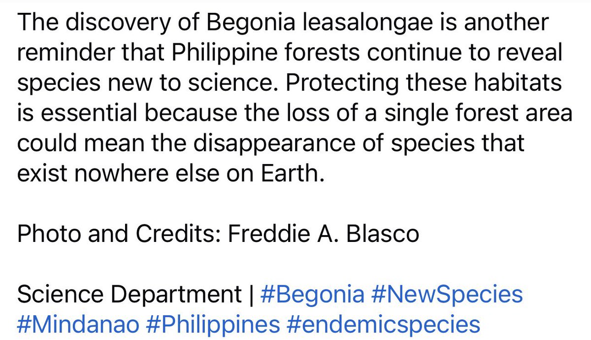 chevenzon's tweet photo. Begonia leasalongae https://t.co/Jsedtcy5Kz