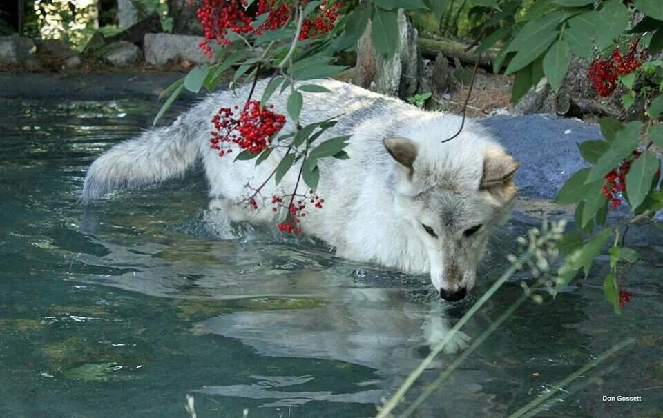 woofgonecrazy's tweet photo. is this a fish ? what type is it ? i don knowwwww ....... https://t.co/Q8Yaj1tGVQ