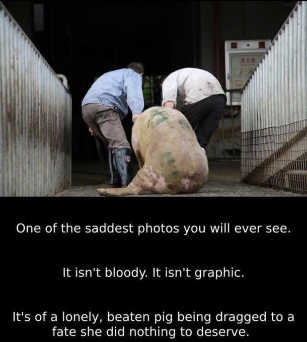 WhyNotVeganism's tweet photo. https://t.co/1EzD7QsRMw