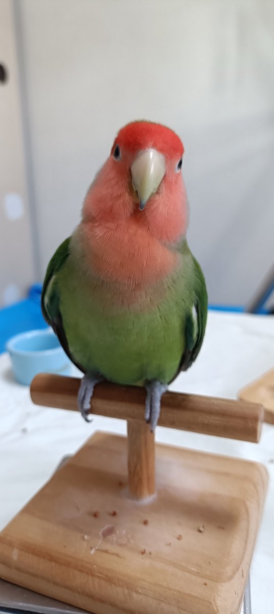 pe0519's tweet photo. 夕方放鳥は飼育者とだけだからつまらないね…😮‍💨

#コザクラインコ
#コザクラかわインコ協会 https://t.co/KLAz8MDWlb