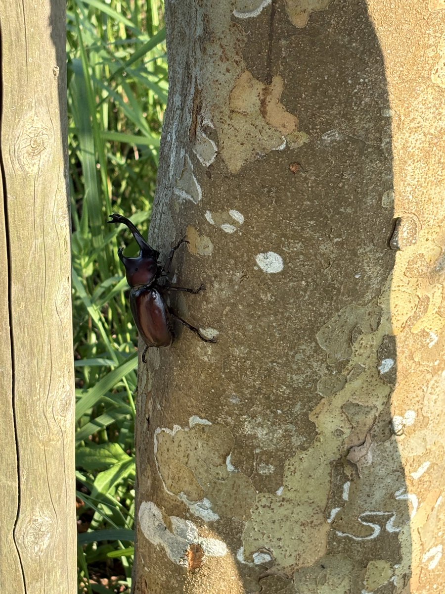 yotayy's tweet photo. 本日無事42歳になりました。

淡路島でカブトムシ触って海に入って小学生のような夏を過ごしました🏖️ https://t.co/4b6NknPQN1