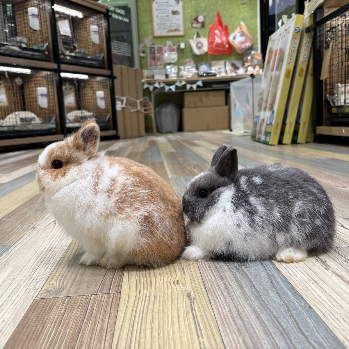pururunpandaさま＊確認ページです 新入り君たち🐰🐰 こんな素敵なブロークンカラーだよ❣️ #南町田