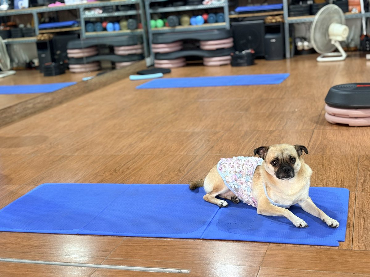 CFatresia's tweet photo. body balance with this furry companion 🐶 Pocca 🤎 https://t.co/TDo7uhC35X